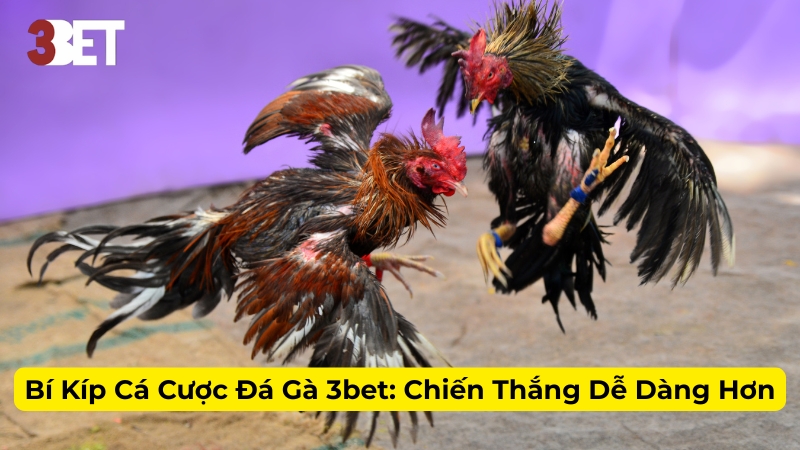 Bí Kíp Cá Cược Đá Gà 3bet: Chiến Thắng Dễ Dàng Hơn