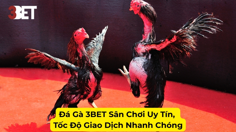 Đá Gà 3BET Sân Chơi Uy Tín, Tốc Độ Giao Dịch Nhanh Chóng