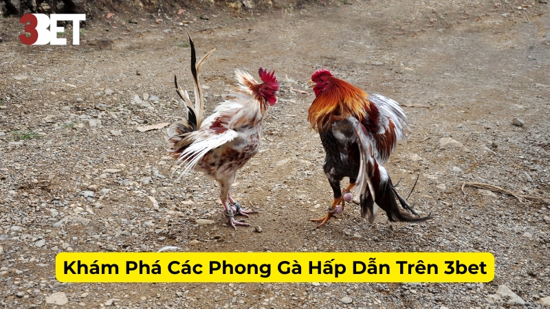 Khám Phá Các Phong Gà Hấp Dẫn Trên 3bet