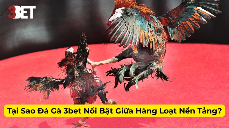 Tại Sao Đá Gà 3bet Nổi Bật Giữa Hàng Loạt Nền Tảng?