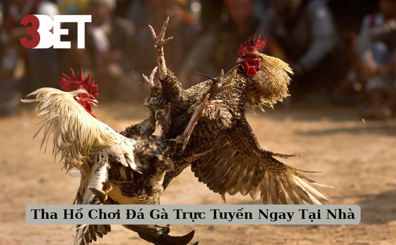 Tha Hồ Chơi Đá Gà Trực Tuyến Ngay Tại Nhà