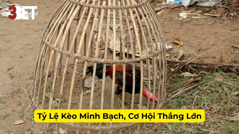 Tỷ Lệ Kèo Minh Bạch, Cơ Hội Thắng Lớn